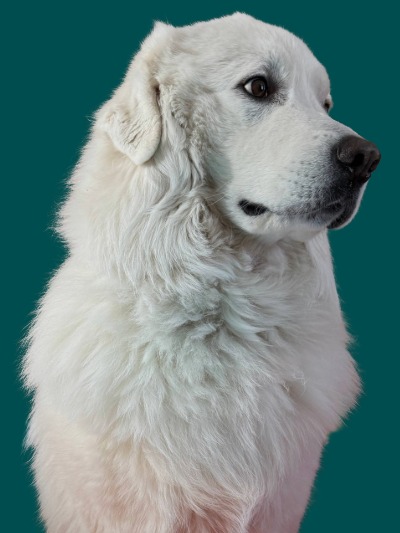 Remy the Great Pyrenees
